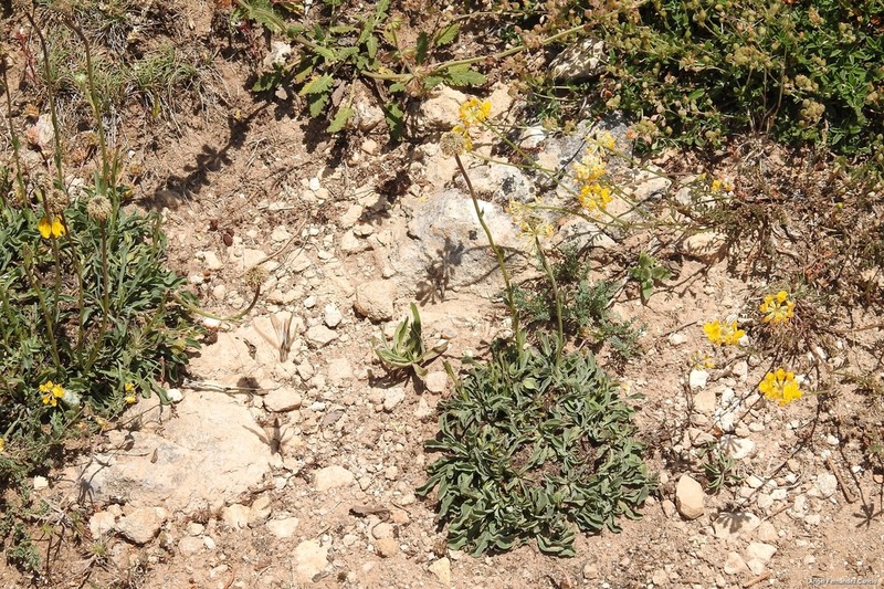 Hippocrepis carpetana photo 6