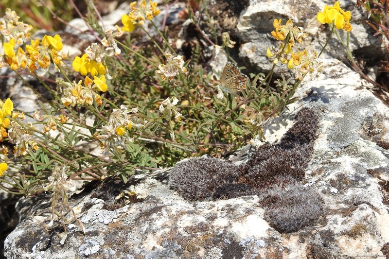 Hippocrepis carpetana photo 7