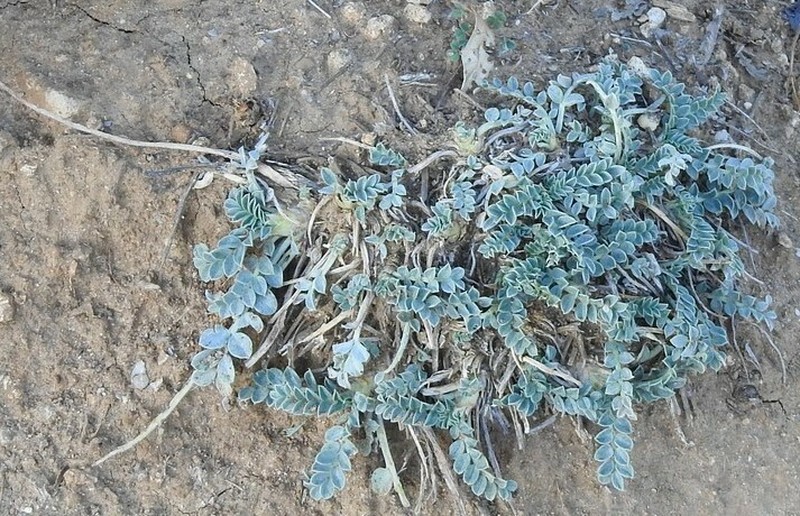 Hippocrepis carpetana photo 8