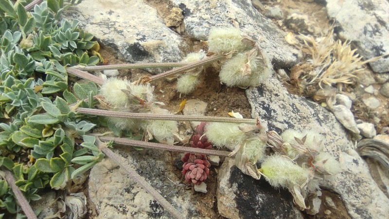 Hippocrepis castroviejoi