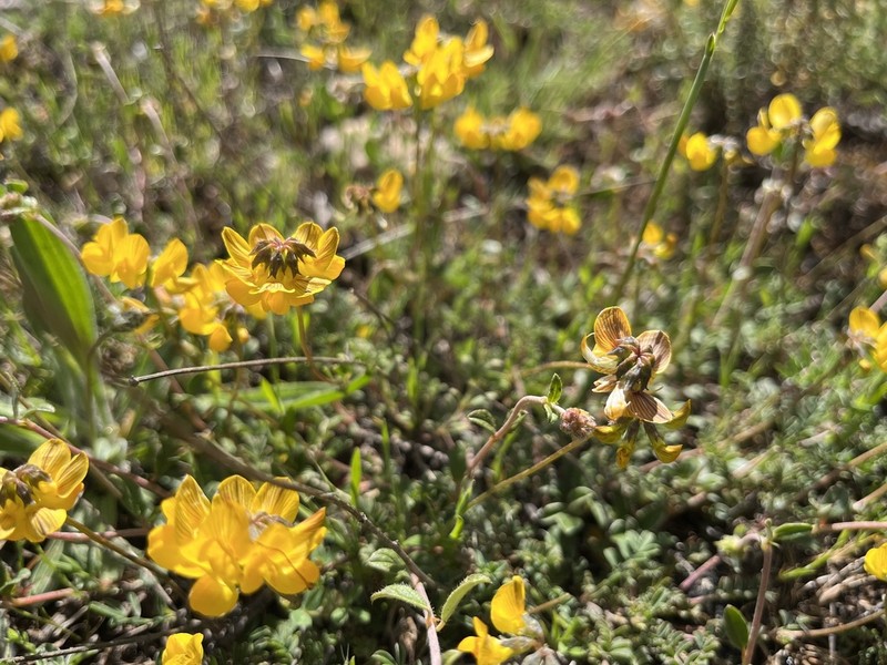 Hippocrepis castroviejoi photo 2