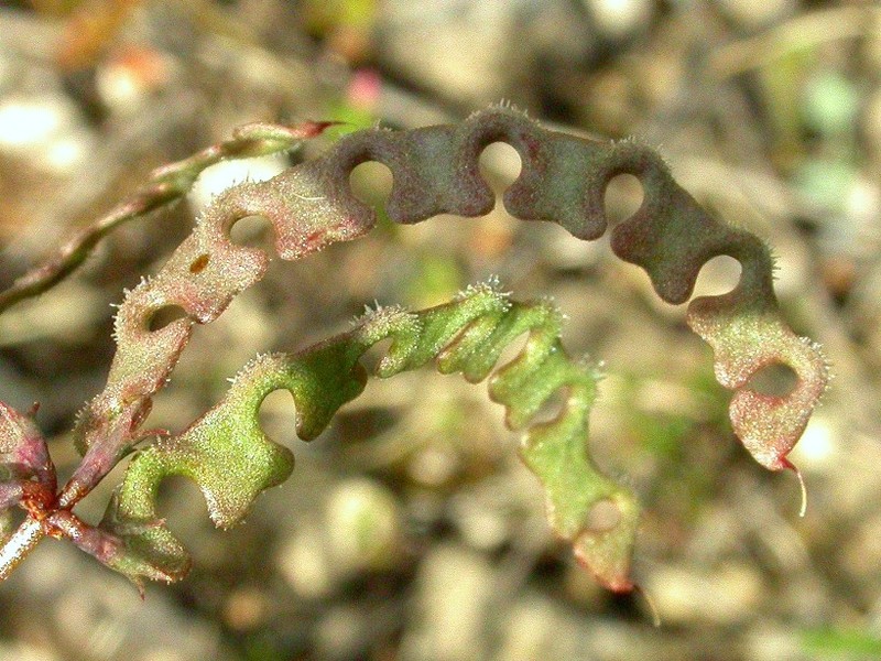 Hippocrepis ciliata