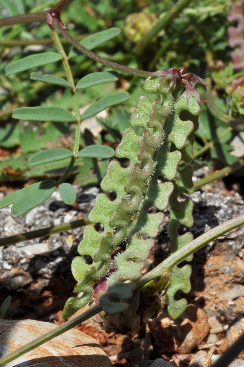 Hippocrepis ciliata photo 2