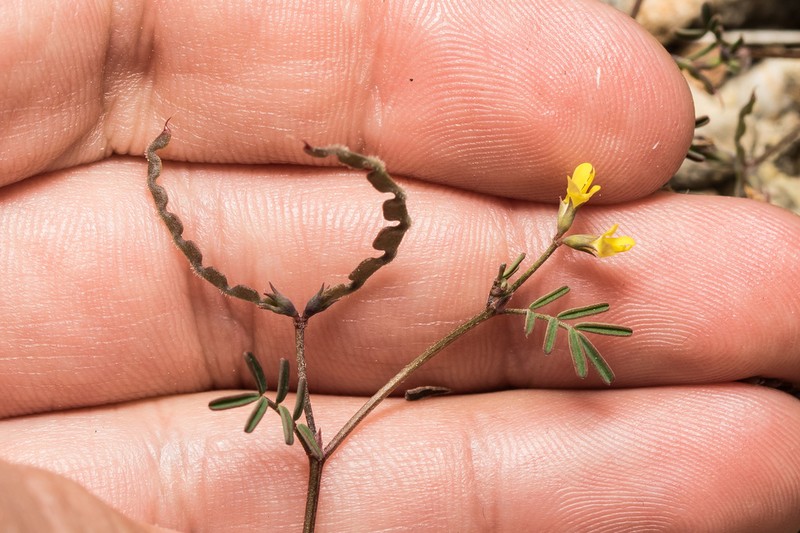Hippocrepis ciliata photo 3