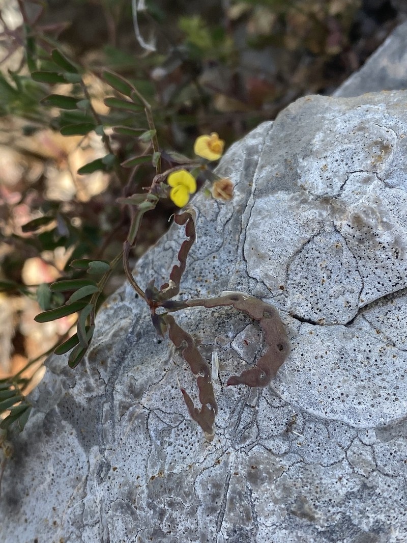 Hippocrepis ciliata photo 4