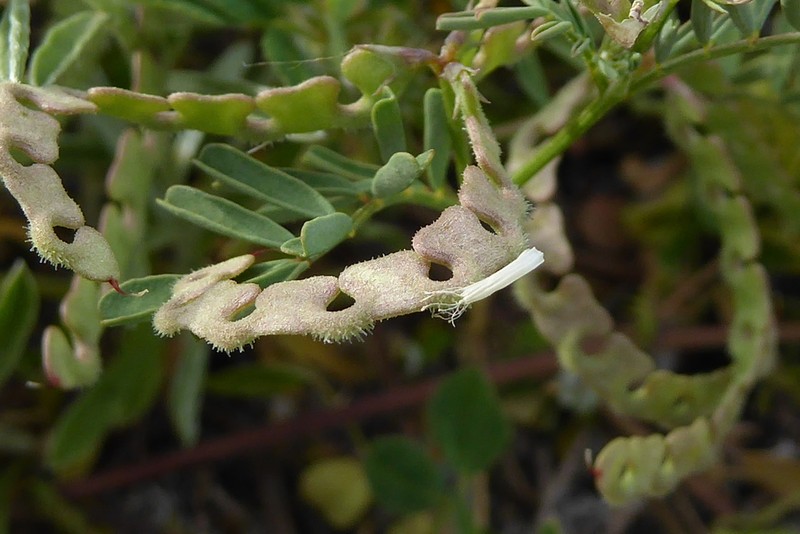 Hippocrepis ciliata photo 5