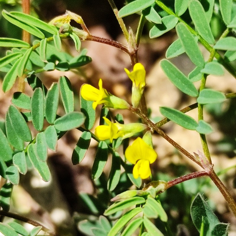 Hippocrepis ciliata photo 7