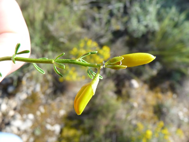 Hippocrepis