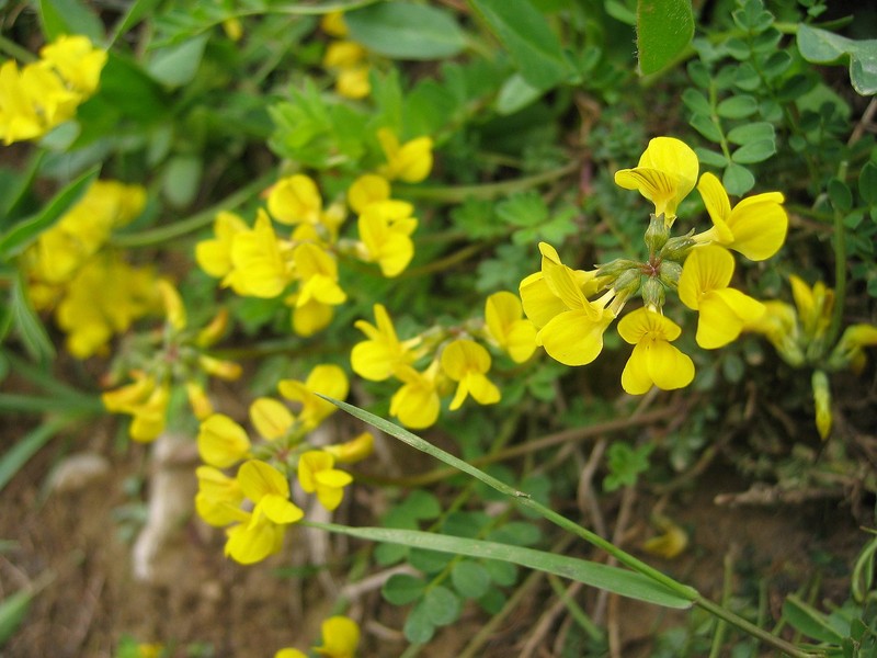 Horseshoe Vetch