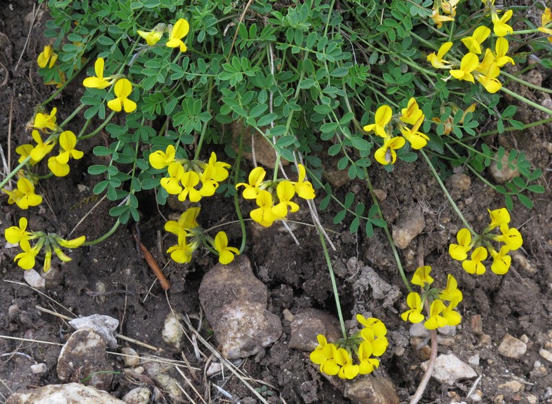Horseshoe Vetch photo 5