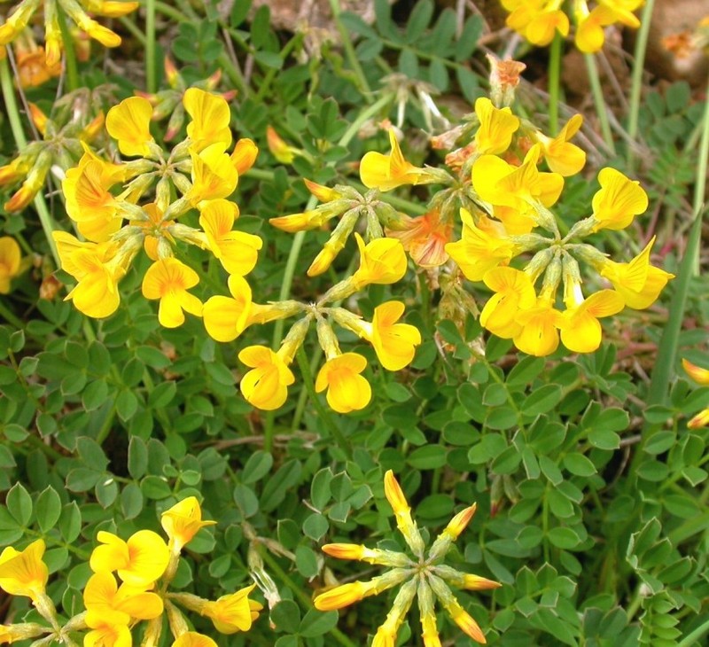 Horseshoe Vetch photo 2