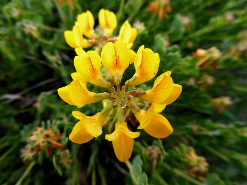 Horseshoe Vetch photo 3