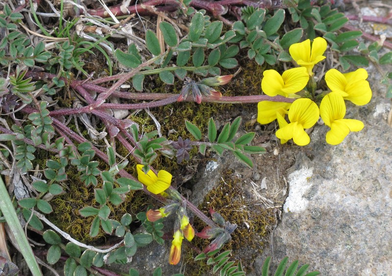Horseshoe Vetch photo 4