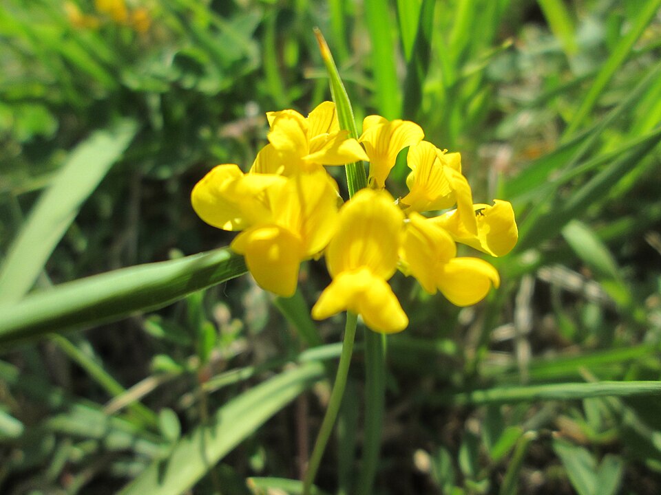 Horseshoe Vetch photo 6