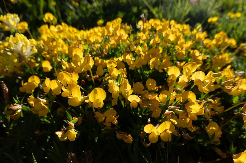 Horseshoe Vetch photo 7