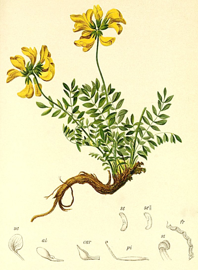 Horseshoe Vetch photo 8