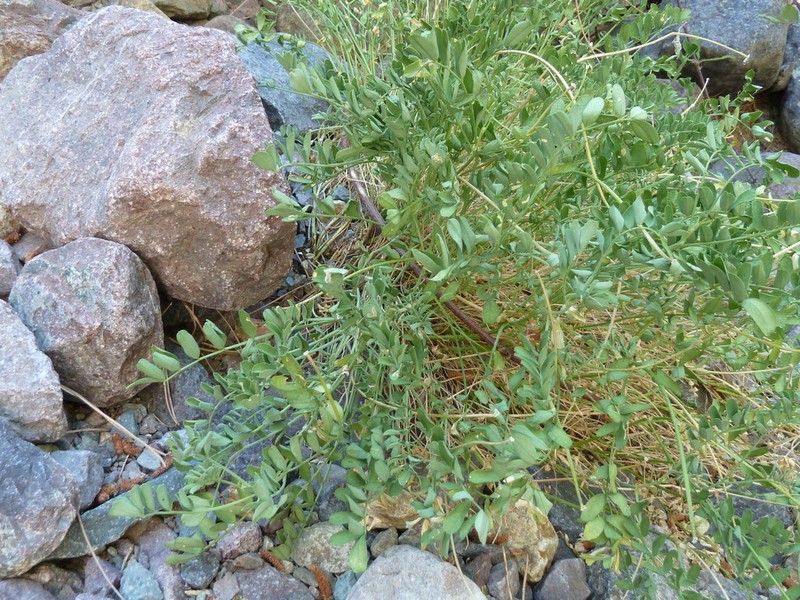 Hippocrepis conradiae