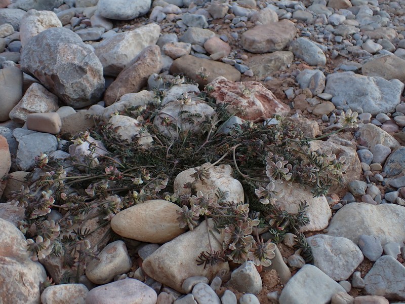 Hippocrepis constricta