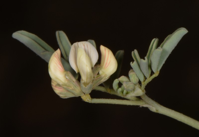 Hippocrepis constricta photo 2