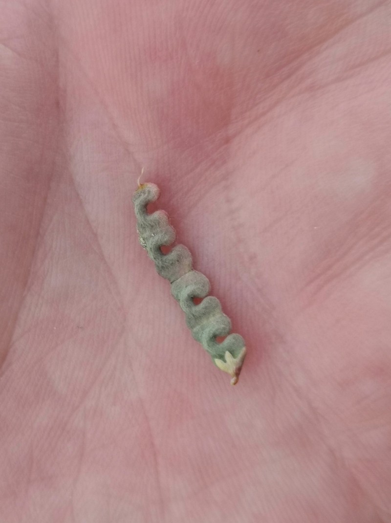 Hippocrepis constricta photo 3