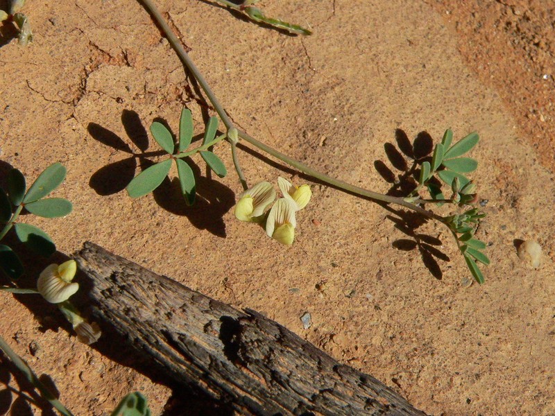 Hippocrepis constricta photo 4