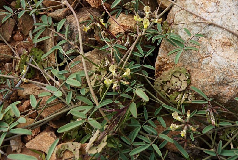 Hippocrepis constricta photo 5