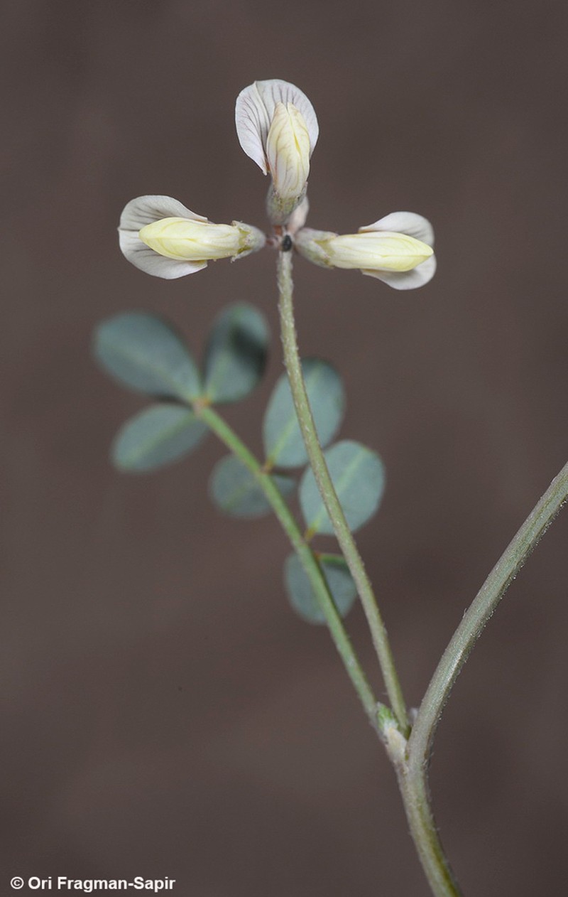 Hippocrepis constricta photo 6