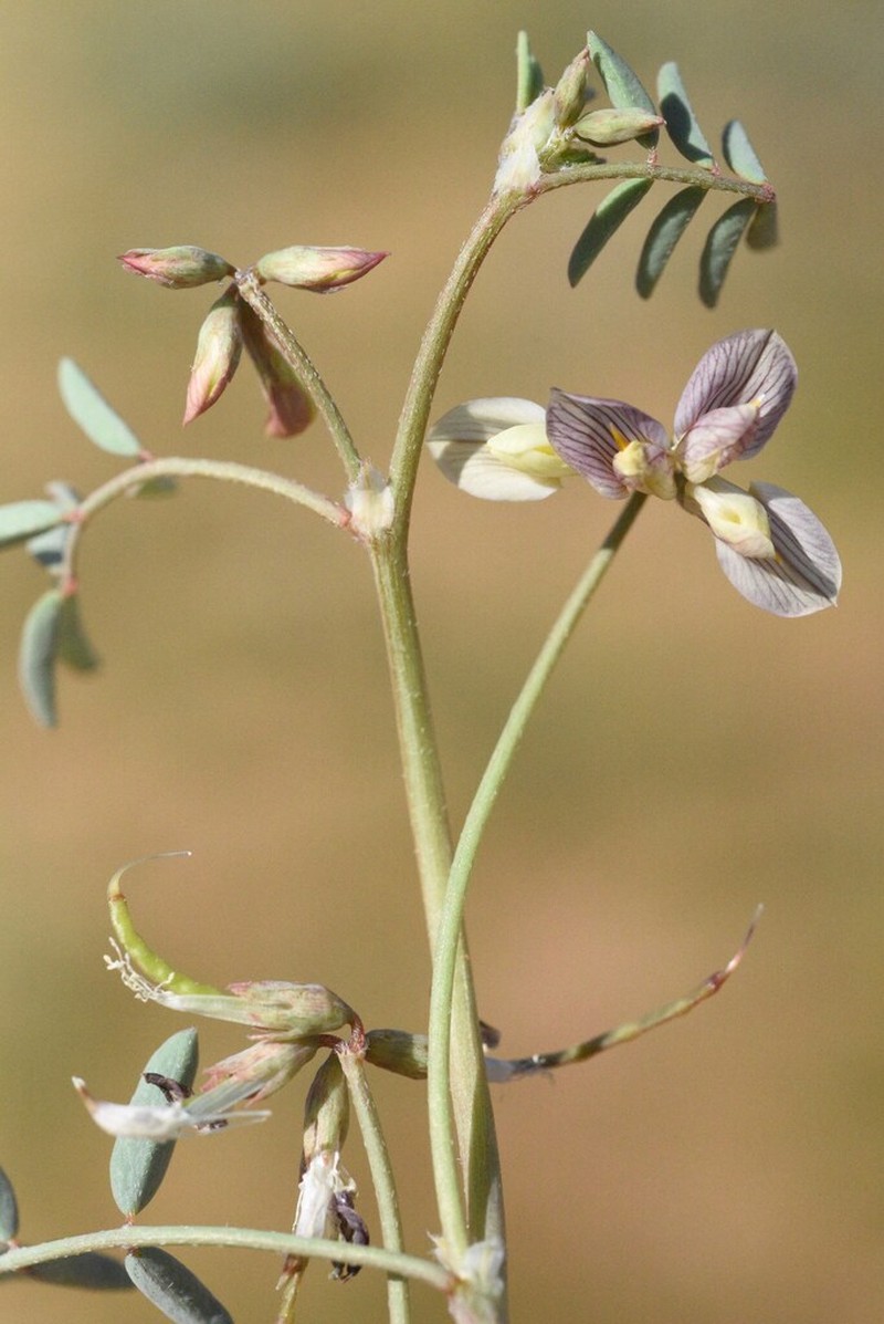 Hippocrepis constricta photo 7