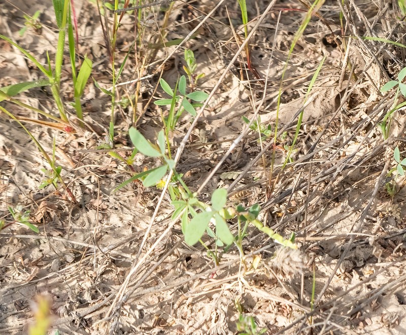 Hippocrepis constricta photo 8