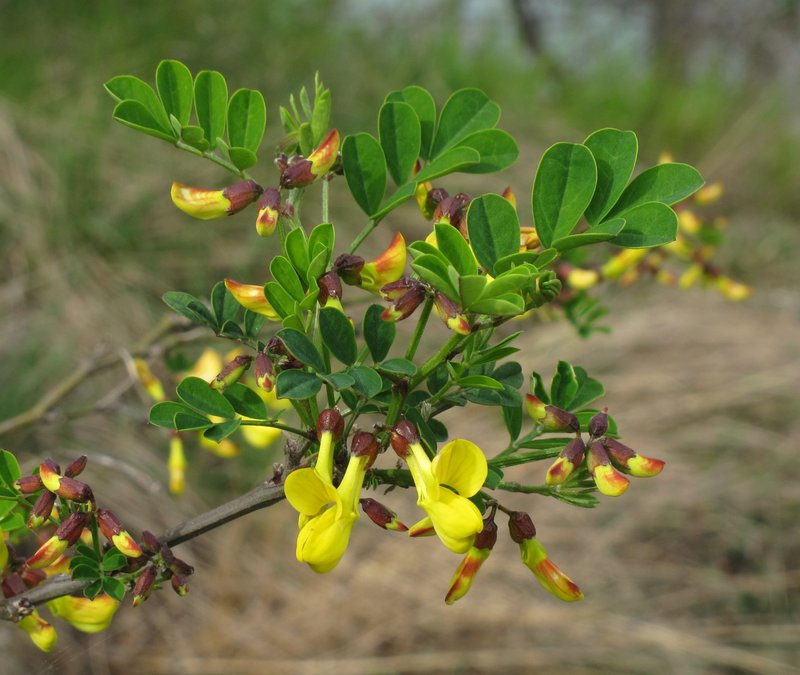 Hippocrepis emerus