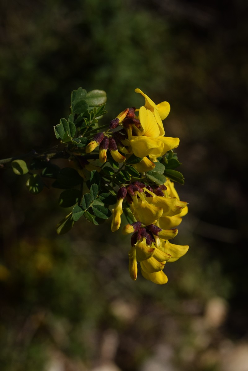 Hippocrepis emerus subsp. emeroides