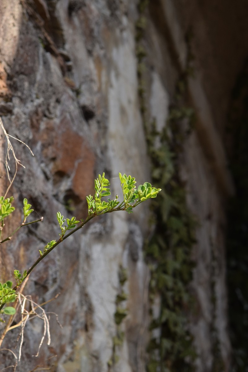 Hippocrepis emerus subsp. emerus