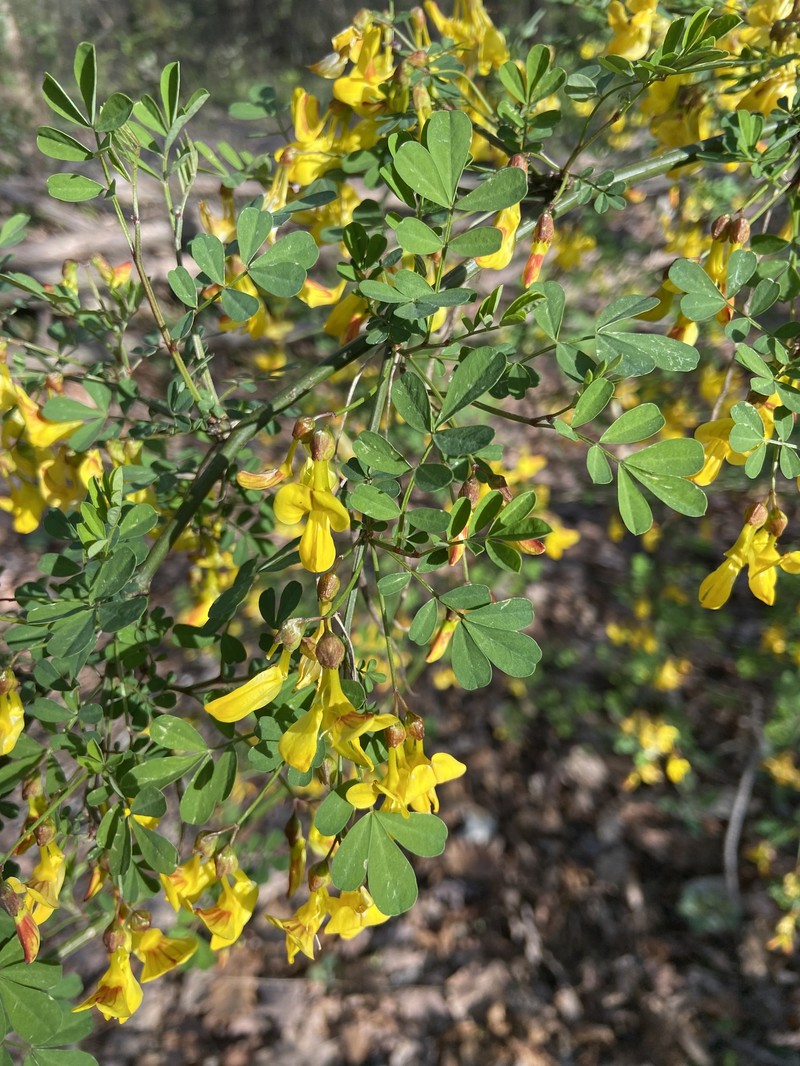 Hippocrepis emerus subsp. emerus photo 2