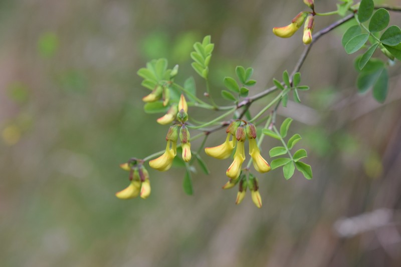 Hippocrepis emerus subsp. emerus photo 3