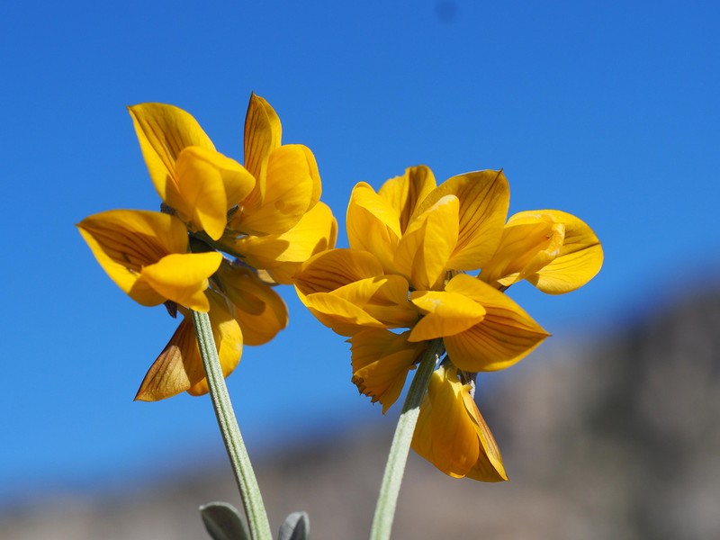 Hippocrepis eriocarpa photo 2