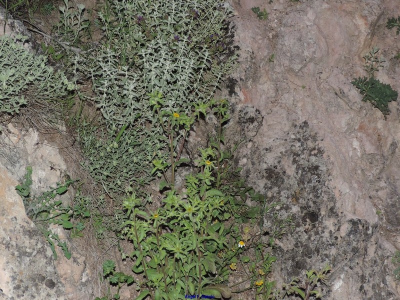 Hippocrepis eriocarpa photo 3