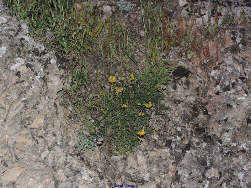 Hippocrepis eriocarpa photo 4