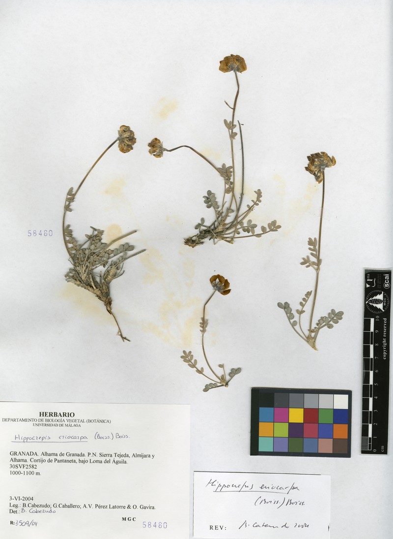 Hippocrepis eriocarpa photo 5