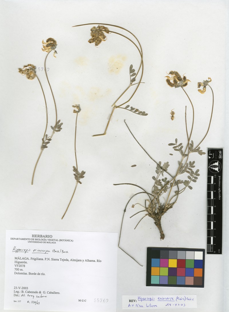 Hippocrepis eriocarpa photo 6