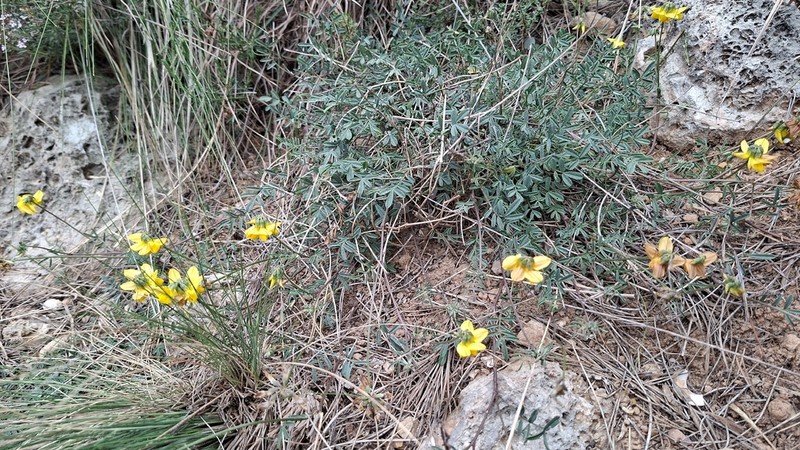 Hippocrepis fruticescens