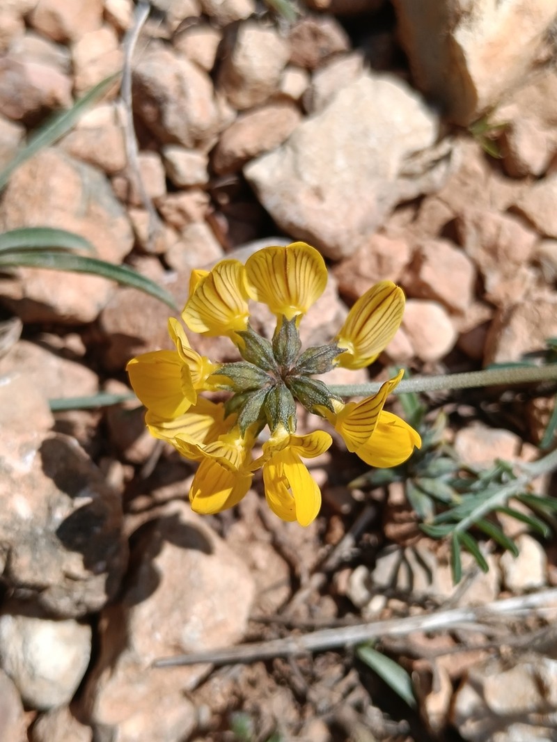 Hippocrepis fruticescens photo 2