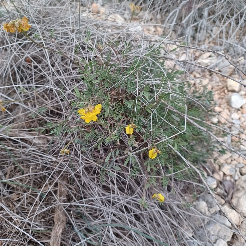 Hippocrepis fruticescens photo 3