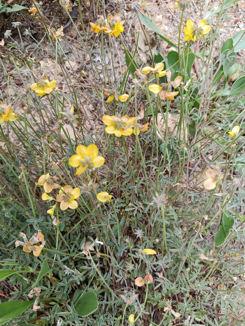 Hippocrepis fruticescens photo 4
