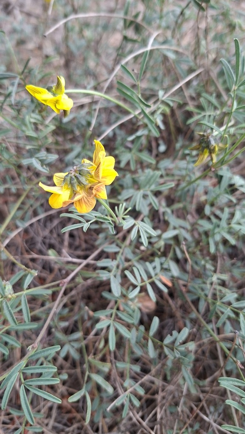 Hippocrepis fruticescens photo 5