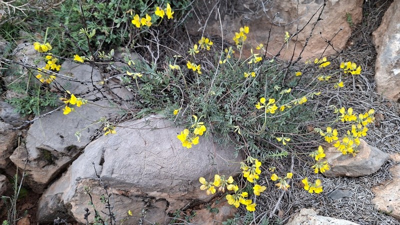 Hippocrepis fruticescens photo 6