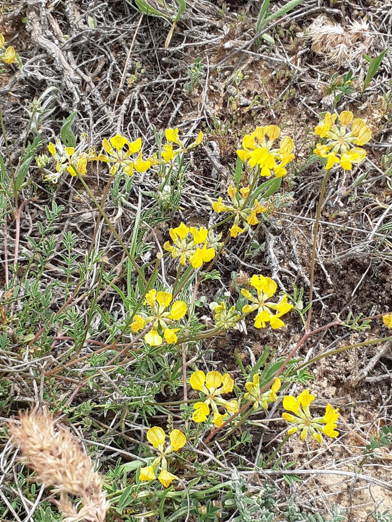 Hippocrepis fruticescens photo 8