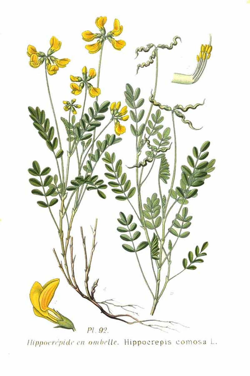 Hippocrepis glauca