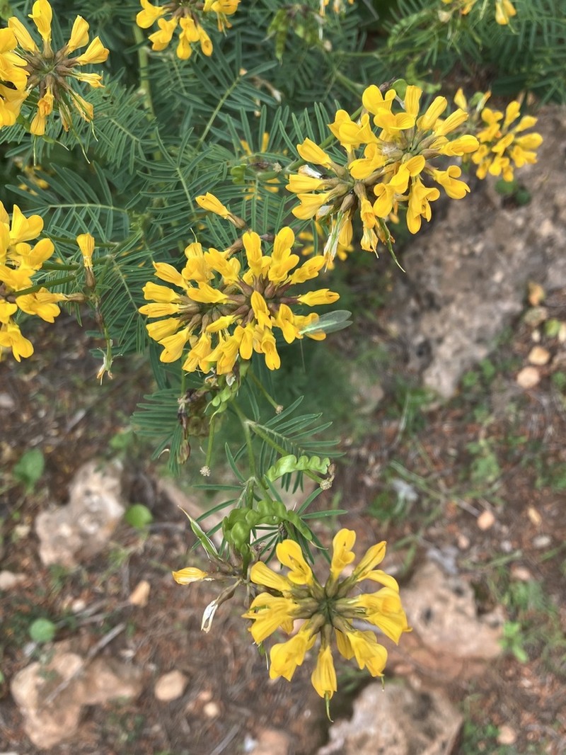 Hippocrepis grosii