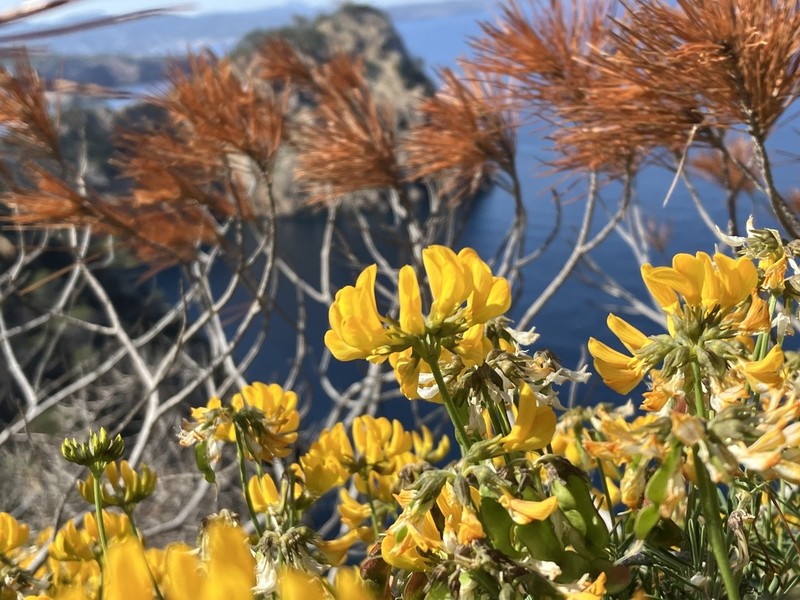 Hippocrepis grosii photo 2