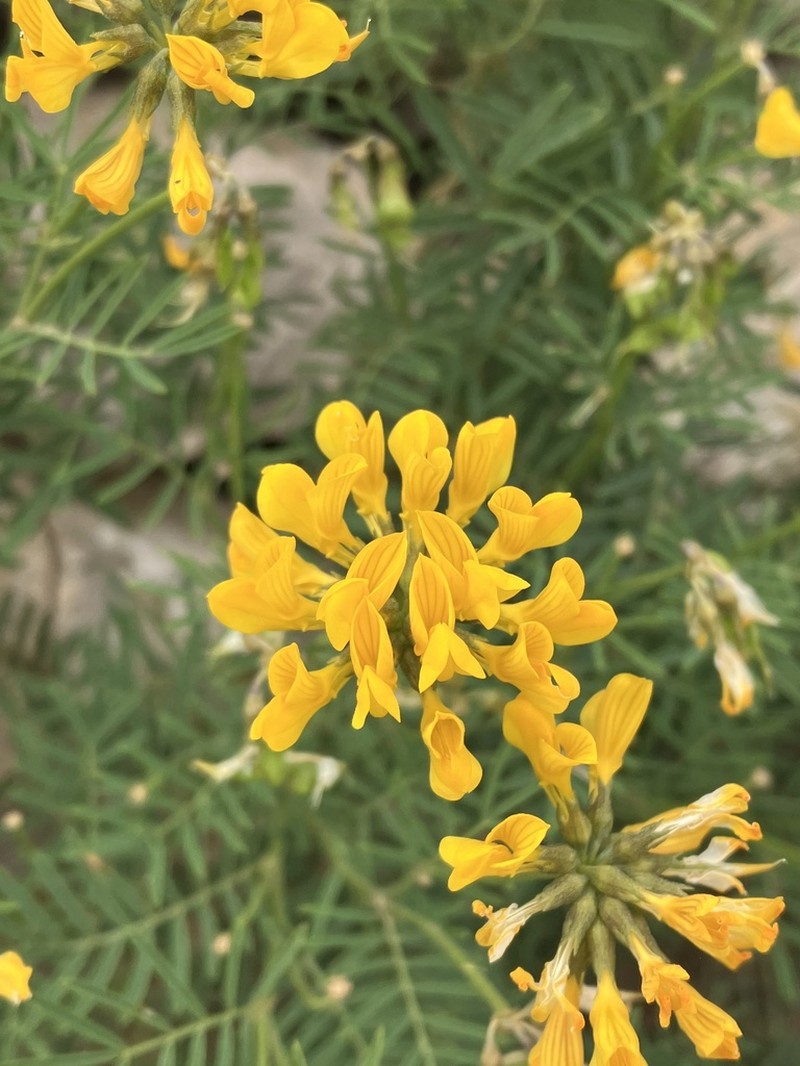 Hippocrepis grosii photo 3
